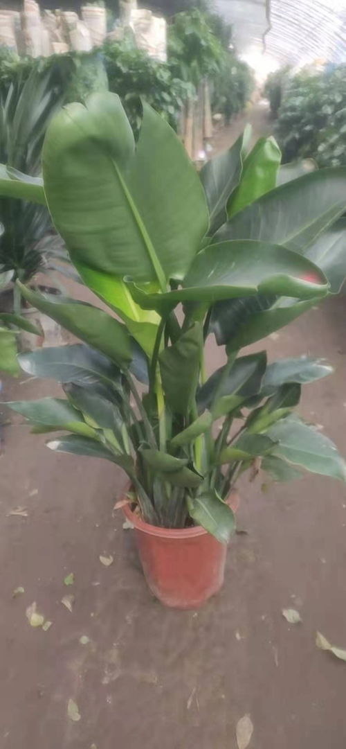 天津開發區綠植租賃公司 鮮花綠植與盆景銷售一站式解決方案