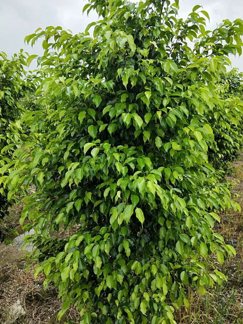 南沙區工廠綠化養護與別墅園林裝修 打造綠色生態空間