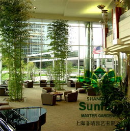 上海喜晴園藝 專業辦公樓綠植租賃與綠化養護服務