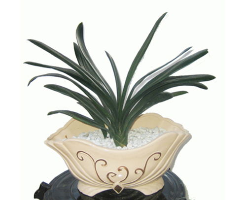 高新區綠植租擺公司 專業盆景銷售與免費咨詢，多圖展示綠色生活