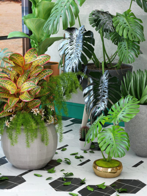 陽臺綠植與盆景銷售 都市人的心靈港灣與創業機遇