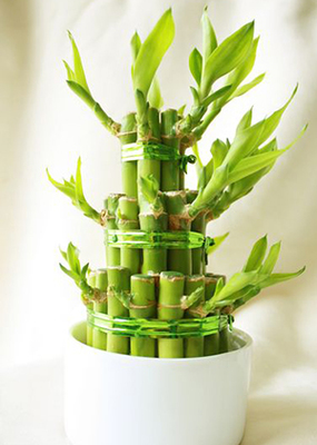 辦公室放什么植物風水好？運勢上漲必備好綠植