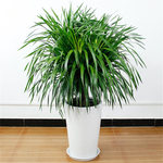 龍血樹 家居空間的典雅守護者