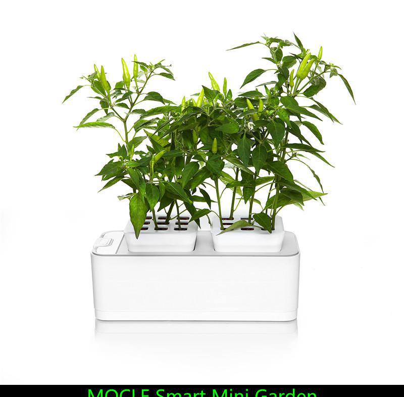 綠意盎然 探索草盆栽與水栽花卉的創意室內盆景世界