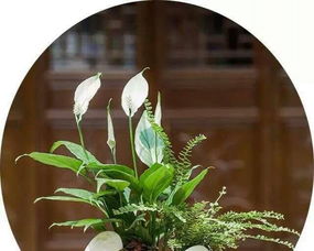 辦公室綠意 多肉植物與精品小花的完美組合