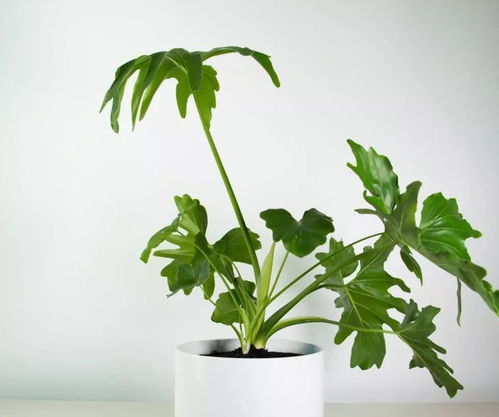 這些綠植盆栽養(yǎng)護(hù)簡(jiǎn)單，美觀易活，你養(yǎng)過(guò)幾種？