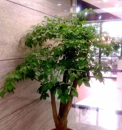 寫(xiě)字間綠植租擺，低價(jià)位凈化空氣，電話(huà)咨詢(xún)享免費(fèi)報(bào)價(jià)，另有精品盆景銷(xiāo)售