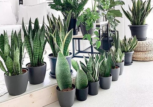 方寸間見(jiàn)自然 仿真綠植與盆景藝術(shù)的市場(chǎng)新景