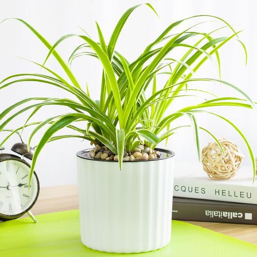 綠植 天然氧吧，凈化空氣的能手，美化居家與辦公環(huán)境