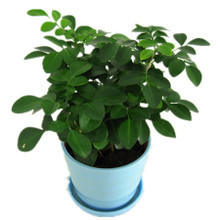 水培九里香 最新最全的產(chǎn)品選擇與養(yǎng)護(hù)指南