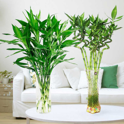 水培富貴竹 綠意盎然的室內(nèi)風(fēng)水轉(zhuǎn)運(yùn)植物