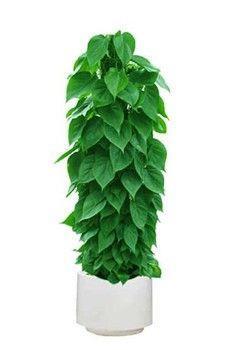 綠意常駐，品味生活 植物花卉出租與盆景銷(xiāo)售全攻略