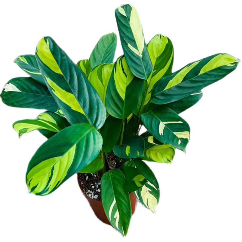 金夢(mèng)竹芋 桌面綠植新寵，凈化空氣與視覺(jué)美學(xué)的完美結(jié)合