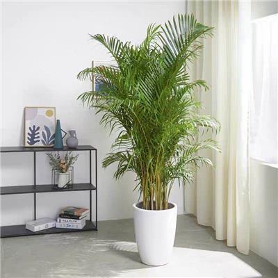 室內(nèi)花卉綠植租擺與精品盆景銷(xiāo)售全攻略