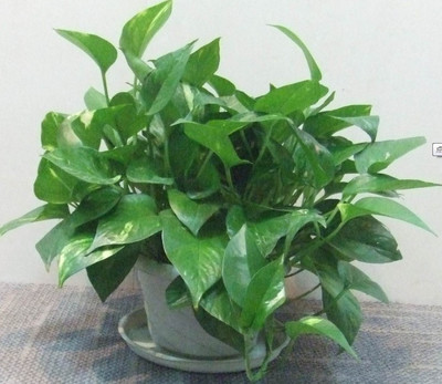 武漢綠植租擺首選沁園夢(mèng)園藝 專(zhuān)業(yè)服務(wù)贏得客戶(hù)好評(píng)如潮